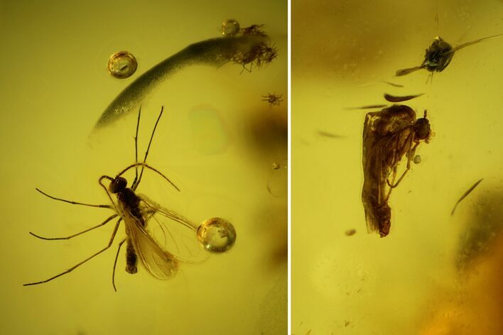 Three Detailed Fossil Flies (Diptera) In Baltic Amber #142222